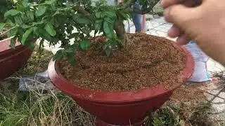 #68 : CÁCH ĐƯA CÂY MAI TỪ ĐẤT VÀO CHẬU