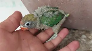 🐣Eclosion des œufs d'oiseaux🐦😃🐦 inséparables fisher dans le volière