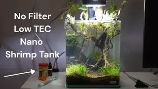 No Filter Low Tech Nano Shrimp Tank Episode 1