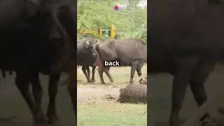 Brave Buffalo Sisters Take on Lions to Save Their Calf!  #survivalskills #wildlifeentertainment