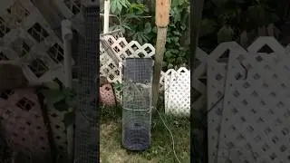 DIY Fish 🐟 🐠 trap from waste materials. #shortfeed #fishtrap #fishing