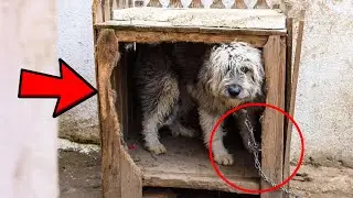Chained for one year, dog Lola finally gets a chance in life  Save the animals