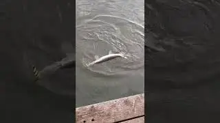 Шнурок.                  #story #рыбалка #отдых #рек #топ #fishing #fish #monster #pike