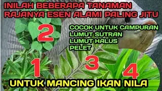 jenis tumbuhan paling jitu untuk esen alami mancing ikan nila
