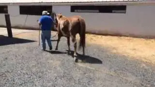 Horse with Locked Stifle