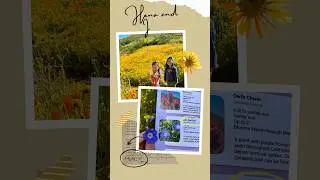 Exploring Diamond Valley Lake's Wildflower Trail