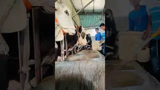 Three Biggest Bulls Meal Time at Sadeeqagro 2024 || Biggest Bull 2024 ||