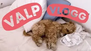 ENSAMTRÄNING MED VALP?