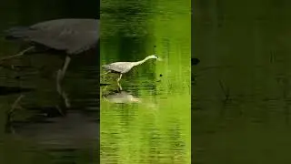 bird of prey video