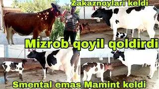 Smental zakaz qilganlar ulgurib qoling Smentalni Maminti keldi hamyonboplari keldi 18-avgust, 2024