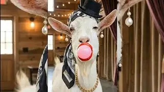 Advance animals acting like humans 🤣😂#funny #animals #foryou #fypシ゚viral 