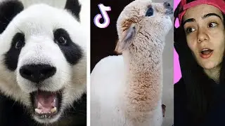 ANIMALS That will MAKE YOU LAUGH