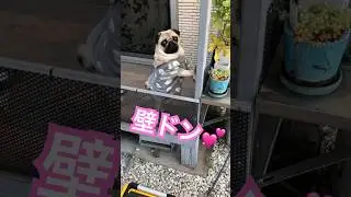 ウチの王子様www#pug #puglife #パグ #イケメン犬 #dog #犬のいる生活 #癒し #mypug #犬 #可愛い #王子様 #壁ドン #純烈