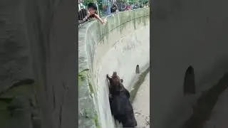 Hopeless Bear #viral #youtubeshorts #instagram #tiktok