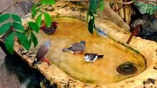 Cute Birds Grooming in Stuttgart Zoo