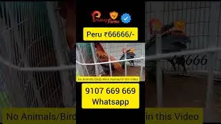 Whatsapp 9107 669 669 Peruvian Punju Pradeep Peruvian Farms || PeruChicks || Peru Cross Chicks ||