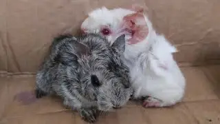 FILHOTES DE PORQUINHO DA INDIA ABISSÍNIO!