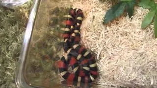 My Snake Collection