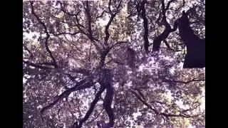 Tree Sheltered Skies - Freddy Cluff
