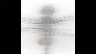 FREAKWORK - CHIMAERA WING