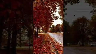 Calgary Autumn Season Fall Alberta Canada #calgary #yyc #alberta #canada #autumn #fall #mrnomadic