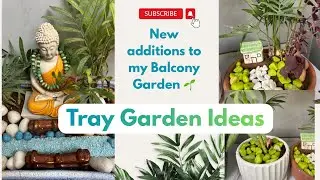 Tray Garden kaise banaye || Tray gardening for Beginners||Mini garden in a tray 🌱