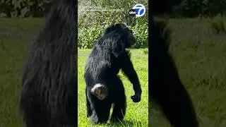 Chimpanzee Caged for 28 Years 'in Awe' After Seeing Sky for First Time