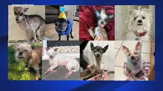 Here are the 2024 nominees for 'World's Ugliest Dog' contest