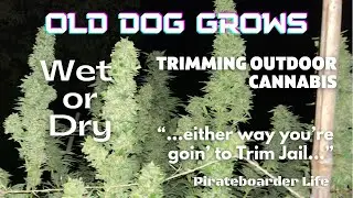 Old Dog Grows Обрезка уличных растений каннабиса... Влажные или сухие, &laquo;в любом случае ты отправи...