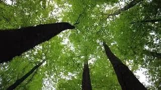 Spring Forest Walk  4k
