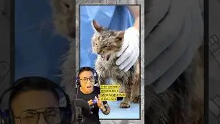 This Vaccine Makes Your Cat Live Longer! Up to 30 Years!