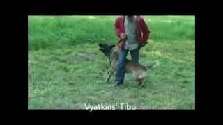 Vyatkins' Tibo with owner
