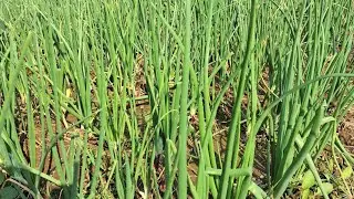 Onion Crop planning with Advance pesticides product's ✌️#onion #onionfarming #viralvideo 