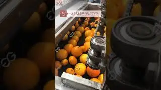 Citrus Washing Grading And Waxing Processing Line