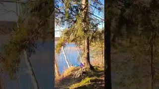🐦🎶  #sweden #nature #birdsong #hiking #forest #lake #sunlight #walk #scandinavia #nordic #sun #bird