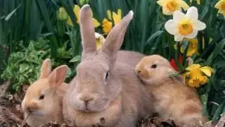 Happy Easter Day