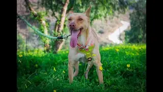 Rubio - Protectora de Animales de M&aacute;laga