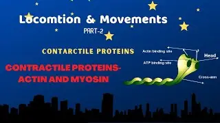 Contractile Proteins-actin and myosin