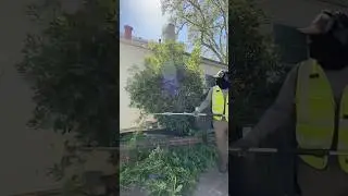 Satisfying trimming ✂️ #lawncare #youtubeshorts #satisfying #shorts #reels #foryou