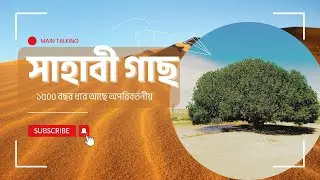 সাহাবী গাছ যা মহান আল্লাহ পাকের নিদর্শন ! | Blessed Tree | Islamic history | Jordan | Main Talking |