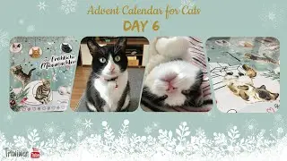 Advent Calendar for Cats Dein Bestes  2021: DAY 6