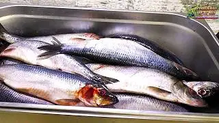 НЕ МАРИНУЙТЕ СЕЛЕДКУ. Нет рецепта лучше старой классики, Алюторская сельдь пряного посола