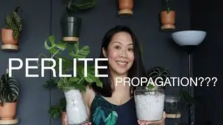 My PERLITE Propagation success