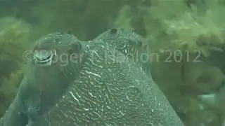 Cuttlefish contours are on autopilot