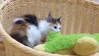ペットショップcoo&riku No.435273　ノルウェージャン