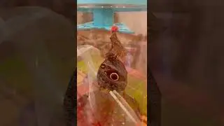 Рождение самой красивой бабочки Калиго