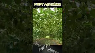 Tr&aacute;i n&agrave;y nấu canh được kh&ocirc;ng 😆😆😆 #pmpt #agriculture #farming #garden