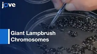 Giant Lampbrush Chromosomes Isolation from Living Oocytes | Protocol Preview