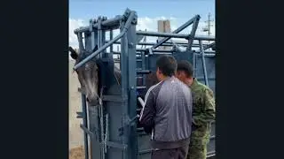 Раскол для КРС и лошадей | Станок для фиксации КРС и лошадей | 📱 +7 705 564 7005