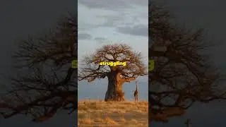 The Legend of the Baobab Tree  #AfricanMyth #LegendOfBaobab  #AncientMyths #AfricanFolklore #Shorts